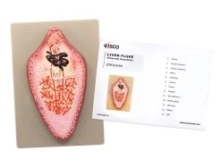 Liver Fluke Worm Model, 10"x7" - Numbered Structures - Hand Painted -Laboratory Instrument Store pla9wl5qla4ttrujeqtb