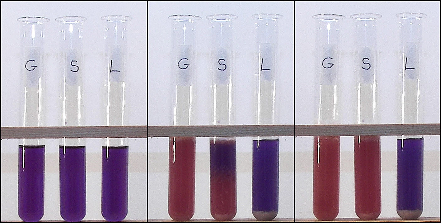 Cellular Respiration Kit 2 Cellular Respiration Kit - Image 2