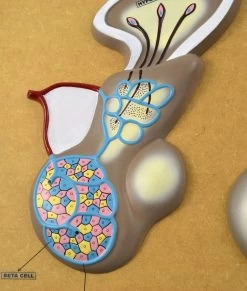 Pituitary Gland (hypothalamus) Model -Laboratory Instrument Store ptuot8jn66cle5do7gye