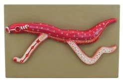 Bilharzia Model, 15 Inch - Male & Female Organs - Mounted - Enlarged