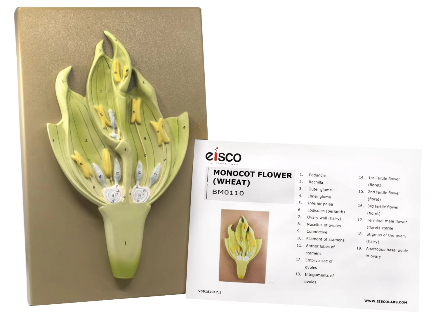 Monocot Flower Model (Wheat) - Three Dimensional, Longitudinal Dissection - Hand Painted Details, Magnified - Mounted On Base, 15" X 9.5" X 2.5" - 2 Monocot Flower Model (Wheat) - Three Dimensional, Longitudinal Dissection - Hand Painted Details, Magnified - Mounted On Base, 15" X 9.5" X 2.5" - - Image 2