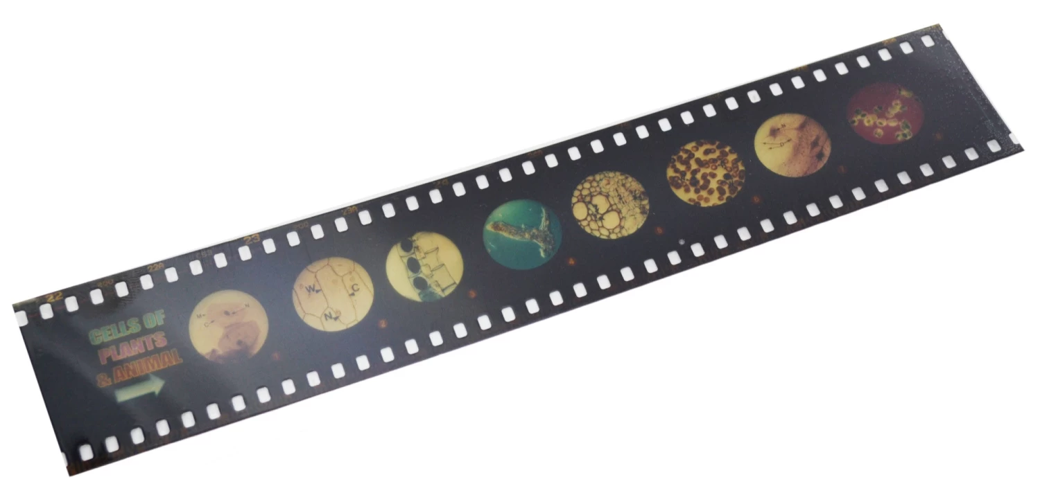 Multi-Slide Viewer Set - Includes One Slide Strip & Instructions 1 Multi-Slide Viewer Set - Includes One Slide Strip & Instructions