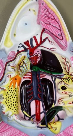 Frog Dissection Model, 17 Inch - Mounted - Ventral Cut -Laboratory Instrument Store rj41wb9fnrapeqa6a1zo