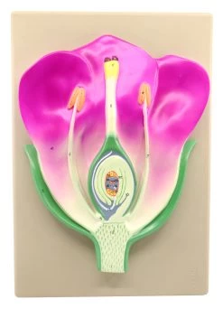 Typical Flower Model, Three Dimensional, Vertical Sectionwith Hand Painted Details - Mounted On Base, 14" X 9" -