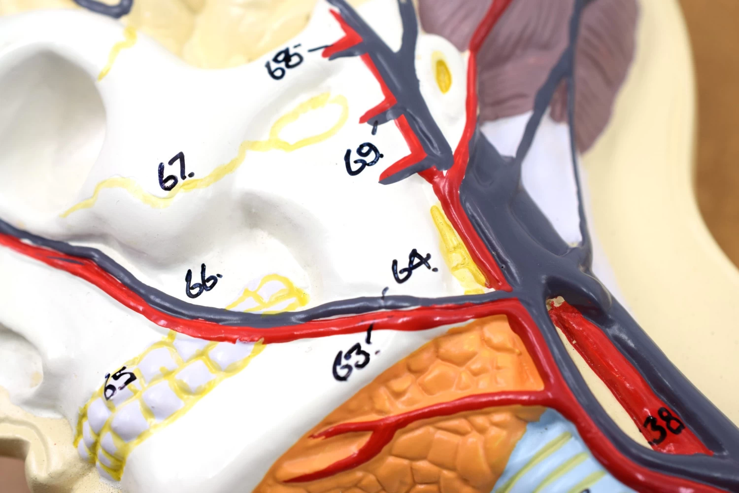 Human Circulatory System Model - Mounted On 32" X 12" Base 4 Human Circulatory System Model - Mounted On 32" X 12" Base - Image 4