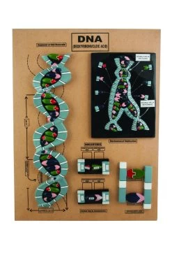 DNA Structure Model - 5 Parts Mounted On Base