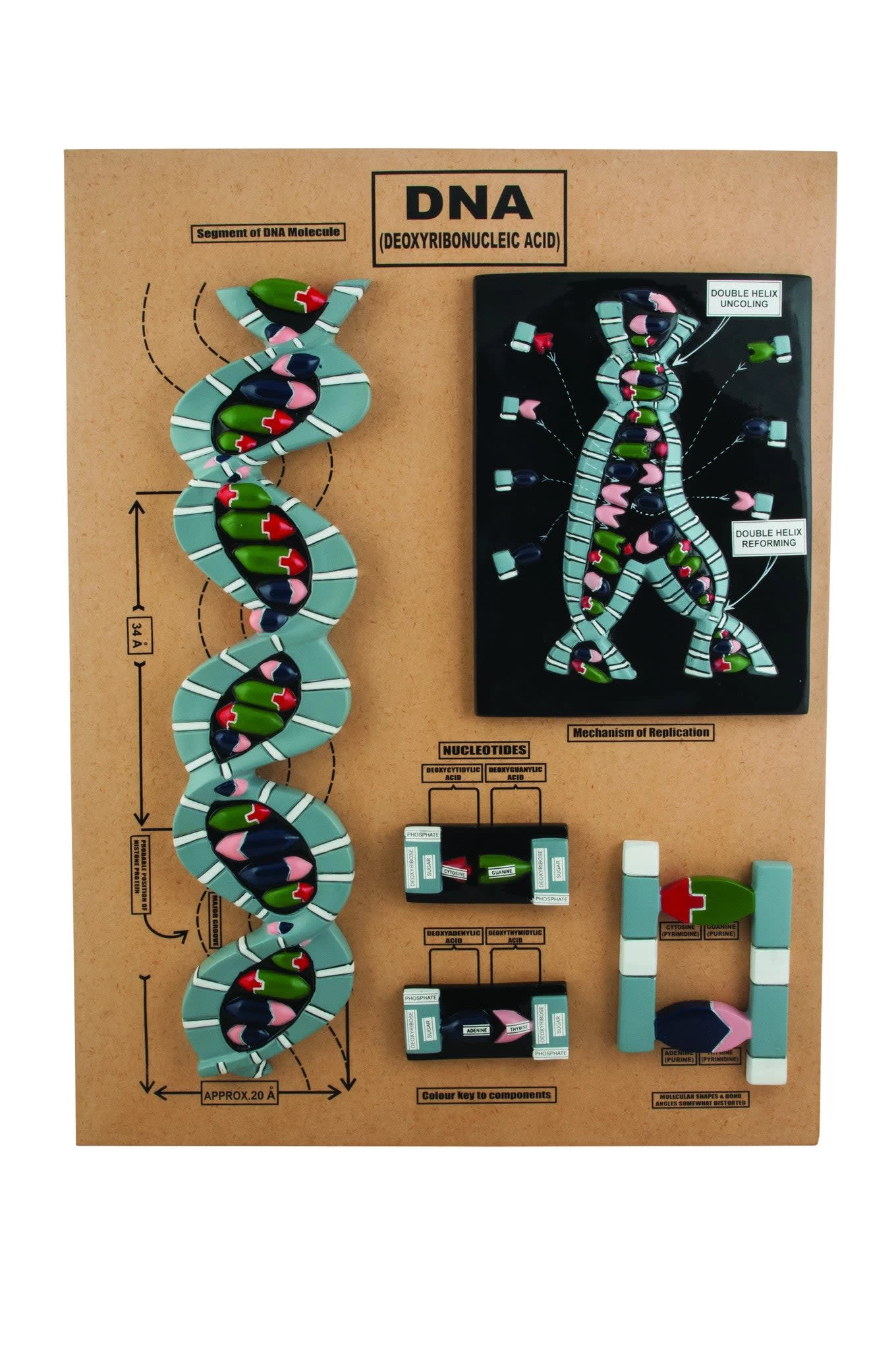 DNA Structure Model - 5 Parts Mounted On Base 1 DNA Structure Model - 5 Parts Mounted On Base