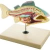 Fish (Perch) Model, 13 Inch - Mounted