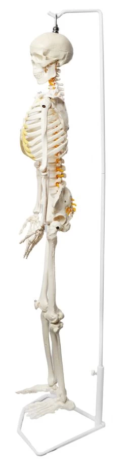 Human Skeleton Model, Half Size - With Nerve Endings - Hanging Mount -Laboratory Instrument Store tod9ktgmigihulzi0yfv