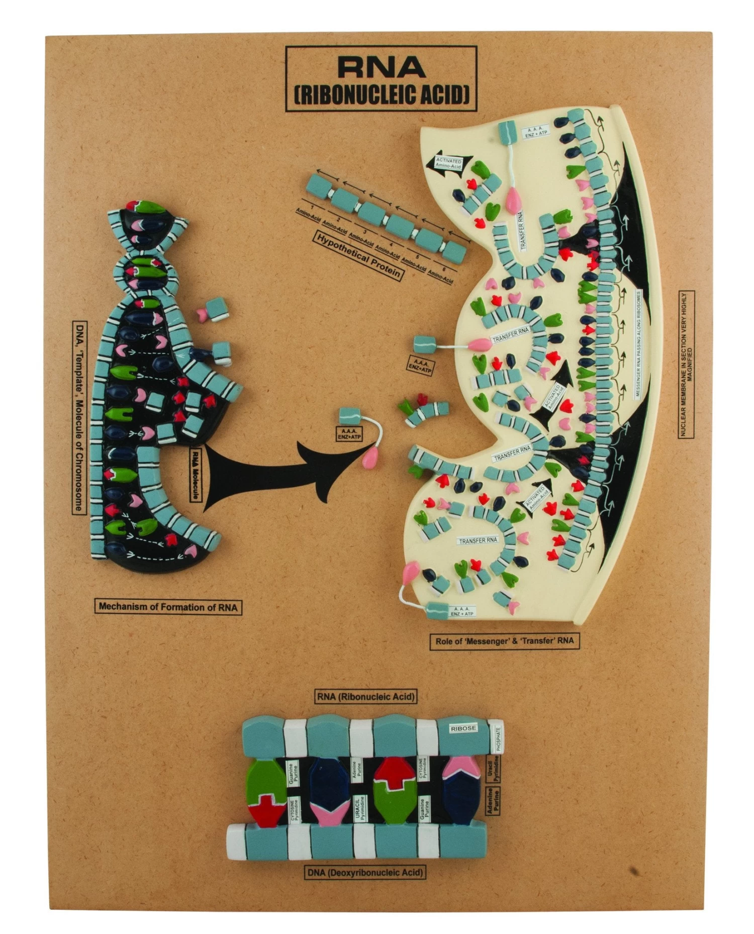 RNA Model, 18 Inch - Mounted 1 RNA Model, 18 Inch - Mounted