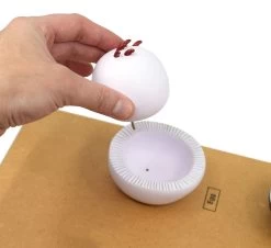 Comparative Tapeworm Model - Developmental Anatomy - Mounted On 18"x20" Wood Base - Hand Painted- -Laboratory Instrument Store ue8krenzjwbzbrzyu576