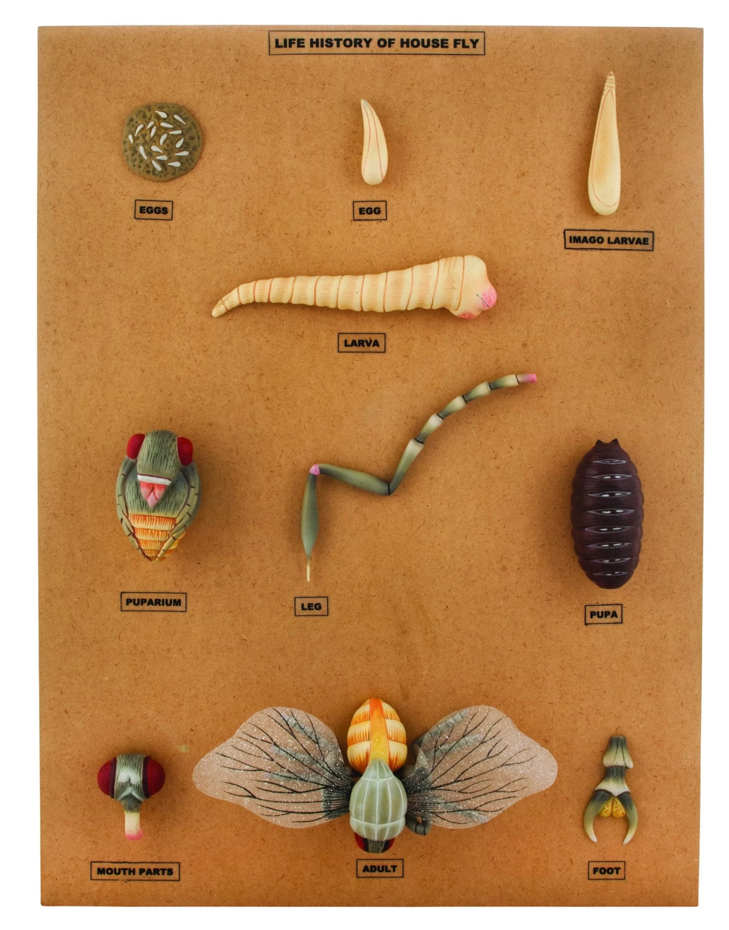 House Fly Development Model, 22 Inch - Features 10 Stages 1 House Fly Development Model, 22 Inch - Features 10 Stages