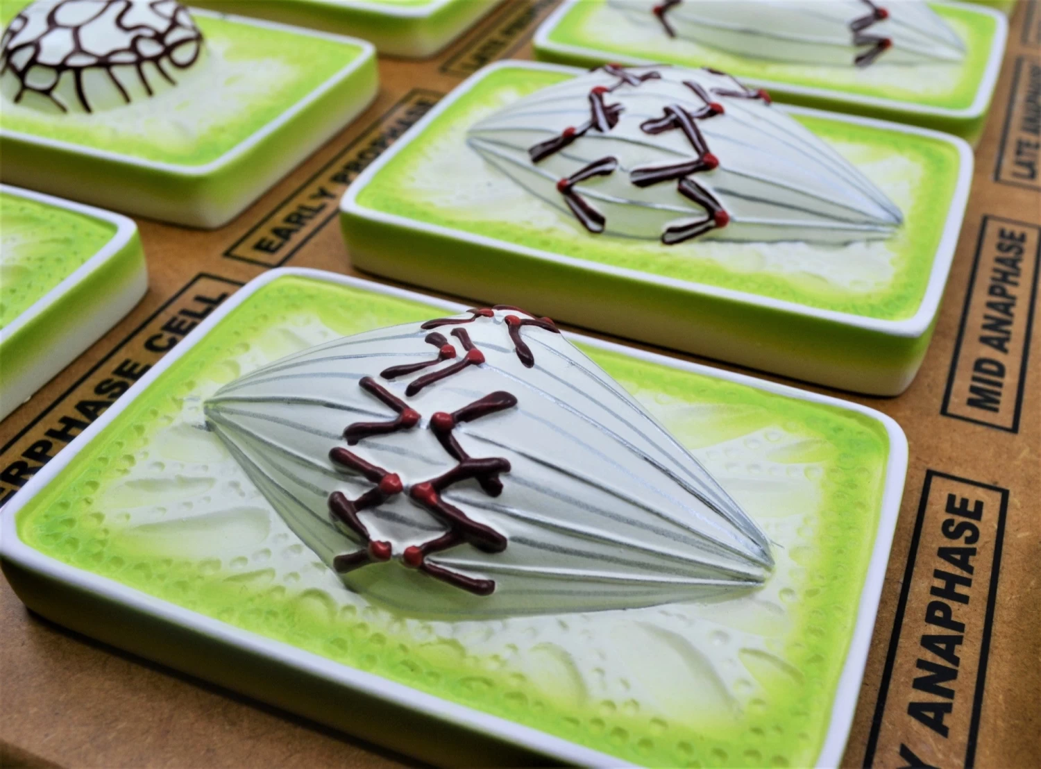 Plant Mitosis Model, 18 Inch - Three-Dimensional - Mounted - 4 Plant Mitosis Model, 18 Inch - Three-Dimensional - Mounted - - Image 4