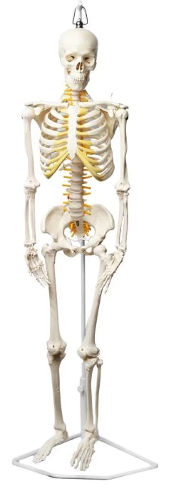 Human Skeleton Model, Half Size - With Nerve Endings - Hanging Mount