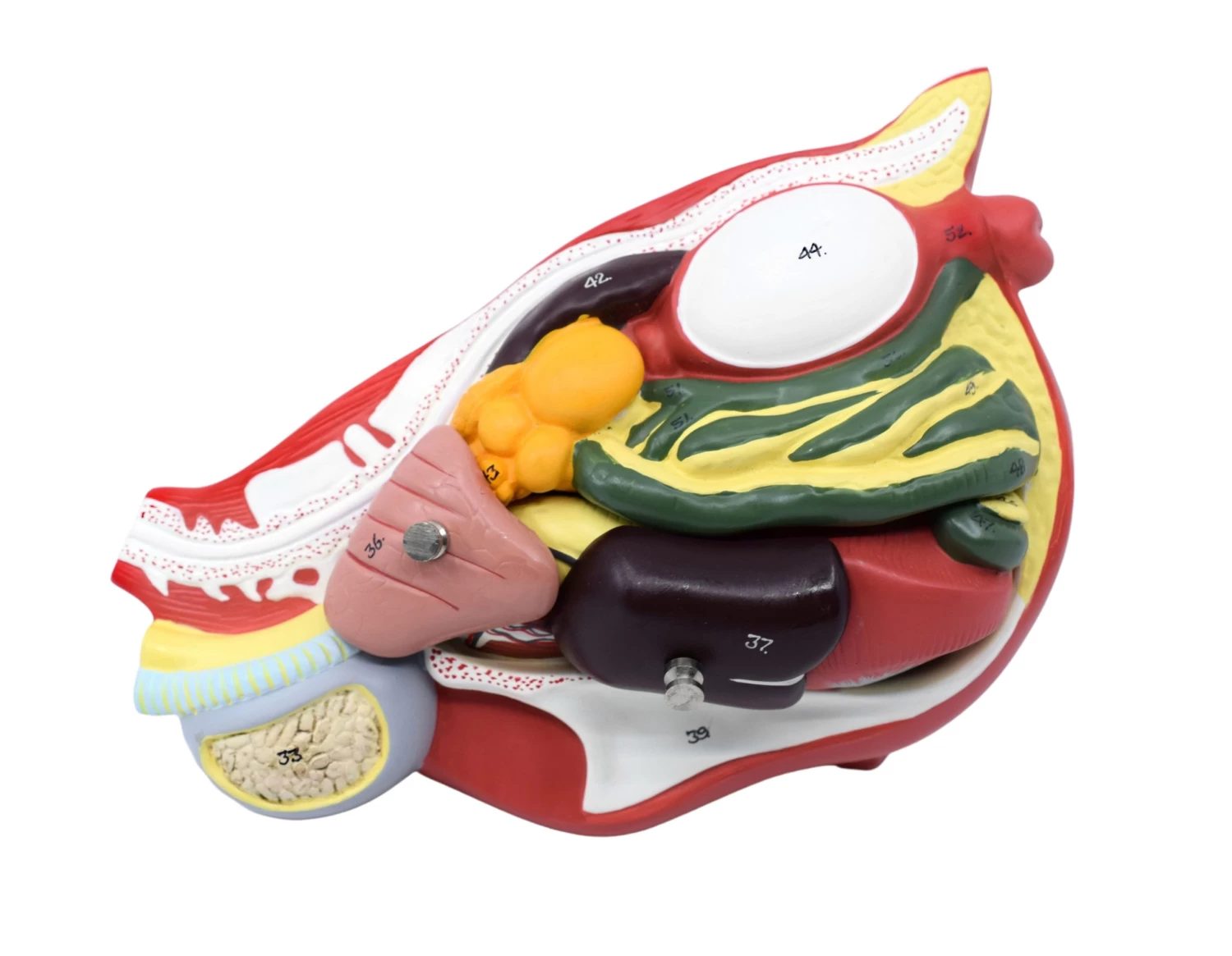 Chicken Anatomy Model, 6 Parts - Life Size 2 Chicken Anatomy Model, 6 Parts - Life Size - Image 2