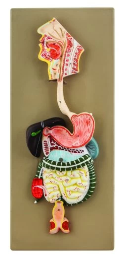 Human Digestive System Model - Half Size - 2 Parts