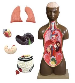 Human Torso Model, 8 Parts - African American - Life Size - Sexless -Laboratory Instrument Store vgxjokrivnk1vgy9xezr