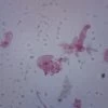 Amoeba Proteus, Whole Mount - Prepared Microscope Slide