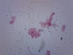 Amoeba Proteus, Whole Mount - Prepared Microscope Slide