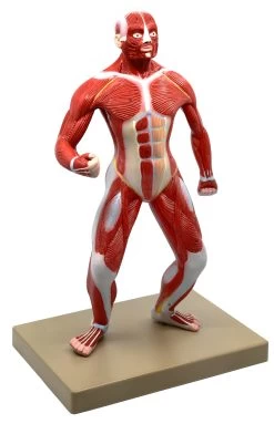Human Muscular Body Anatomical Model, 1/4 Life Size, Approx. 18" Tall