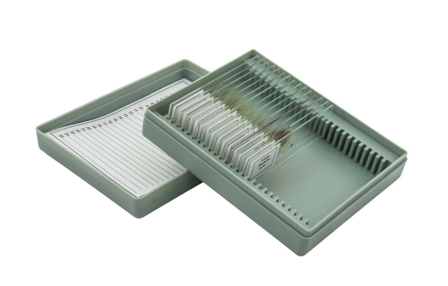 Microscope Slide Set Introductory Set No. VIII, Set Of 15 Slides 3 Microscope Slide Set Introductory Set No. VIII, Set Of 15 Slides - Image 3