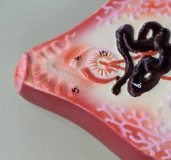 Liver Fluke Worm Model, 10"x7" - Numbered Structures - Hand Painted -Laboratory Instrument Store w1rdrcjefvp2ebddop8w