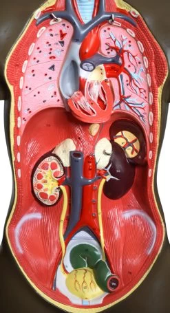 Human Torso Model, 8 Parts - African American - Life Size - Sexless -Laboratory Instrument Store w4mxyfvlyqqttn29vrmg