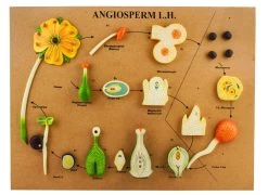 L.H Of Angiosperms Model - Three Dimensional, Longitudinal Dissection - Hand Painted Details, Magnified - Mounted On Base, 24" X 18" X 2" -