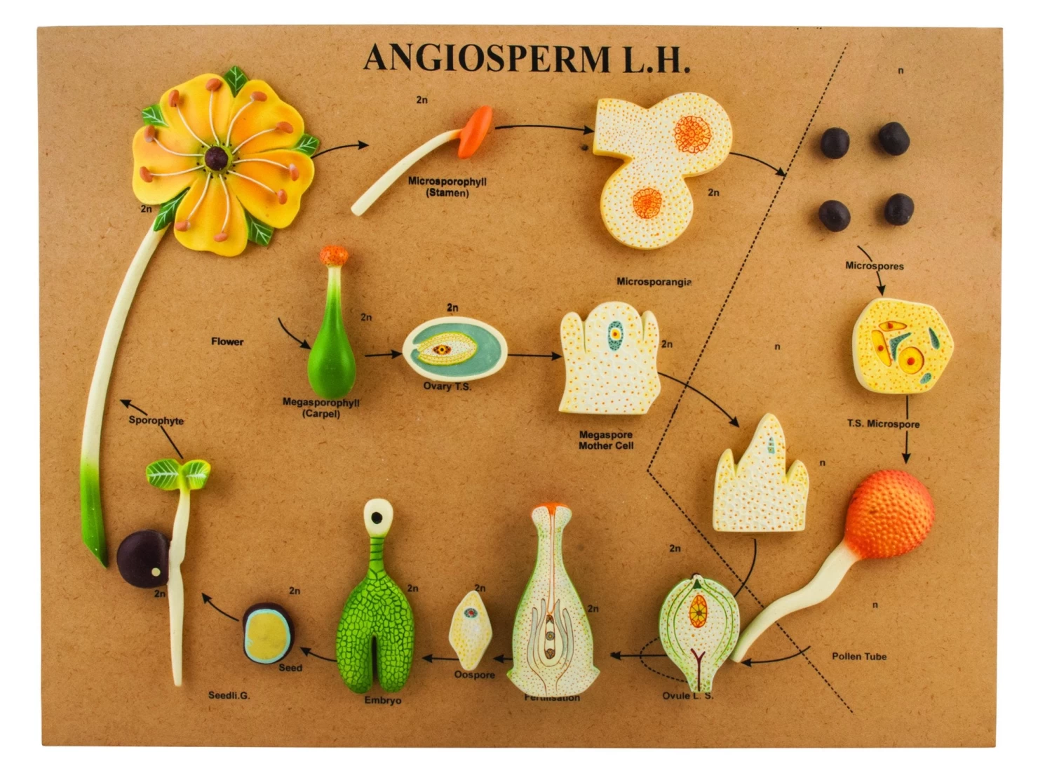L.H Of Angiosperms Model - Three Dimensional, Longitudinal Dissection - Hand Painted Details, Magnified - Mounted On Base, 24" X 18" X 2" - 1 L.H Of Angiosperms Model - Three Dimensional, Longitudinal Dissection - Hand Painted Details, Magnified - Mounted On Base, 24" X 18" X 2" -