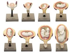Human Embryo/Fetus Development In Utero, Set Of 8 Models