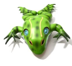 Bull Frog Model, 22 Inch - Mounted -Laboratory Instrument Store xu07zc8fnjmzshiishgm