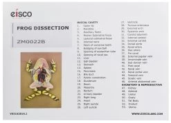 Frog Dissection Model, 17 Inch - Mounted - Ventral Cut -Laboratory Instrument Store xxcegqjwp6sq4p8pachy