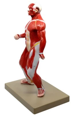 Human Muscular Body Anatomical Model, 1/4 Life Size, Approx. 18" Tall -Laboratory Instrument Store yqtoqeyb0aen9v6mrq30