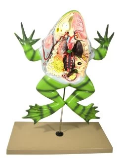 Bull Frog Model, 22 Inch - Mounted -Laboratory Instrument Store z39szl4mkf9h6pfbvadm