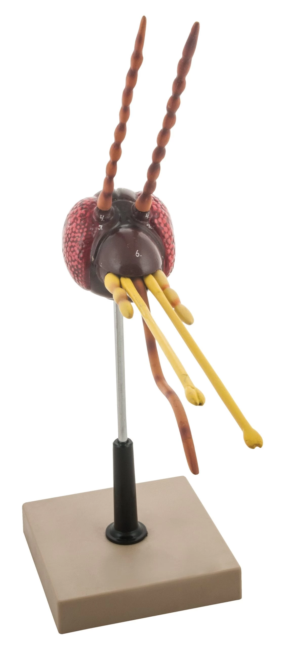 Mosquito Head Model, 18 Inch - Mounted 1 Mosquito Head Model, 18 Inch - Mounted