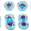 8 Piece Mitosis Model Set - Enlarged