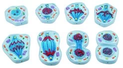 8 Piece Mitosis Model Set - Enlarged